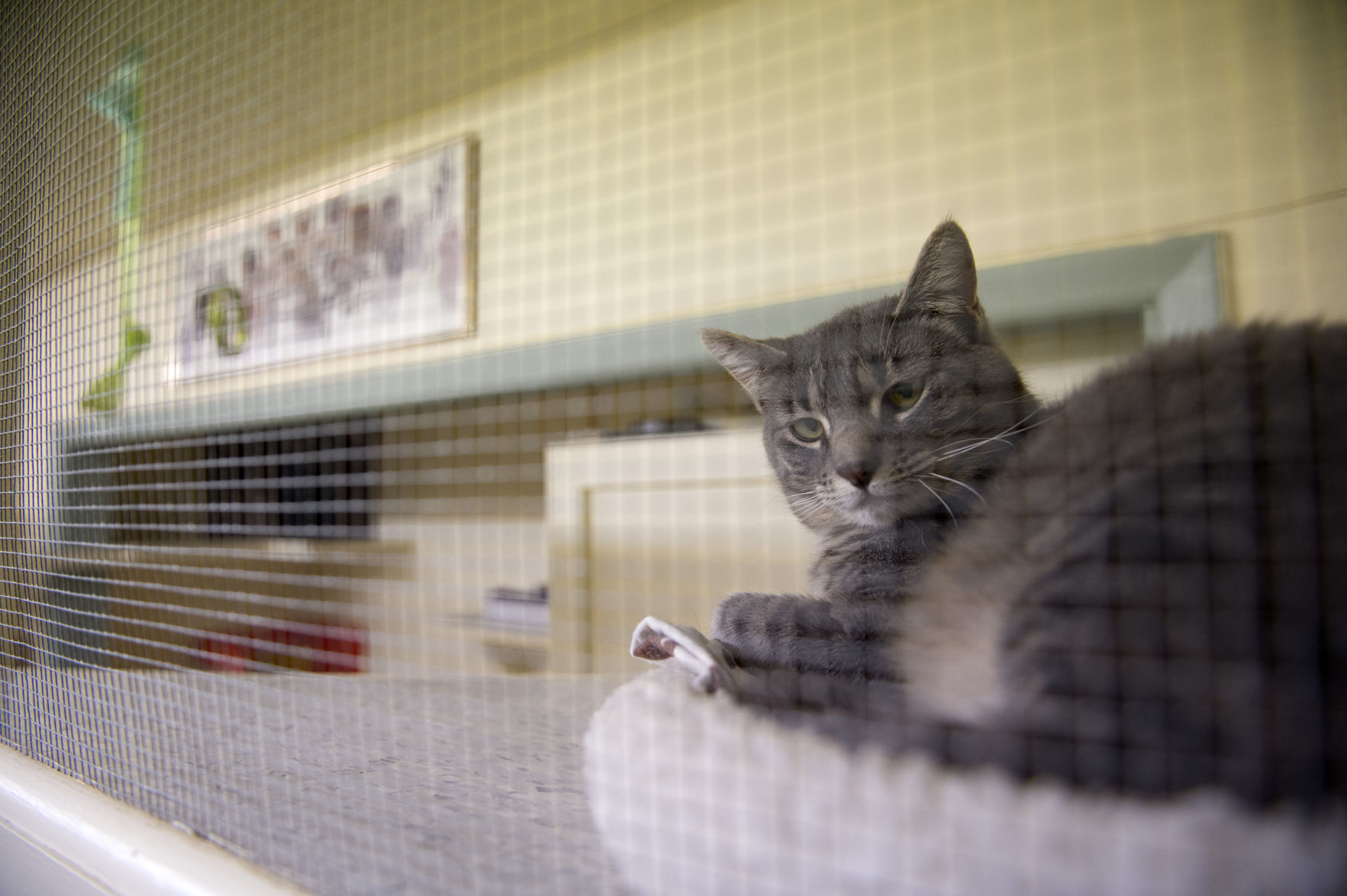 Pet advocates delight in $16 million facility